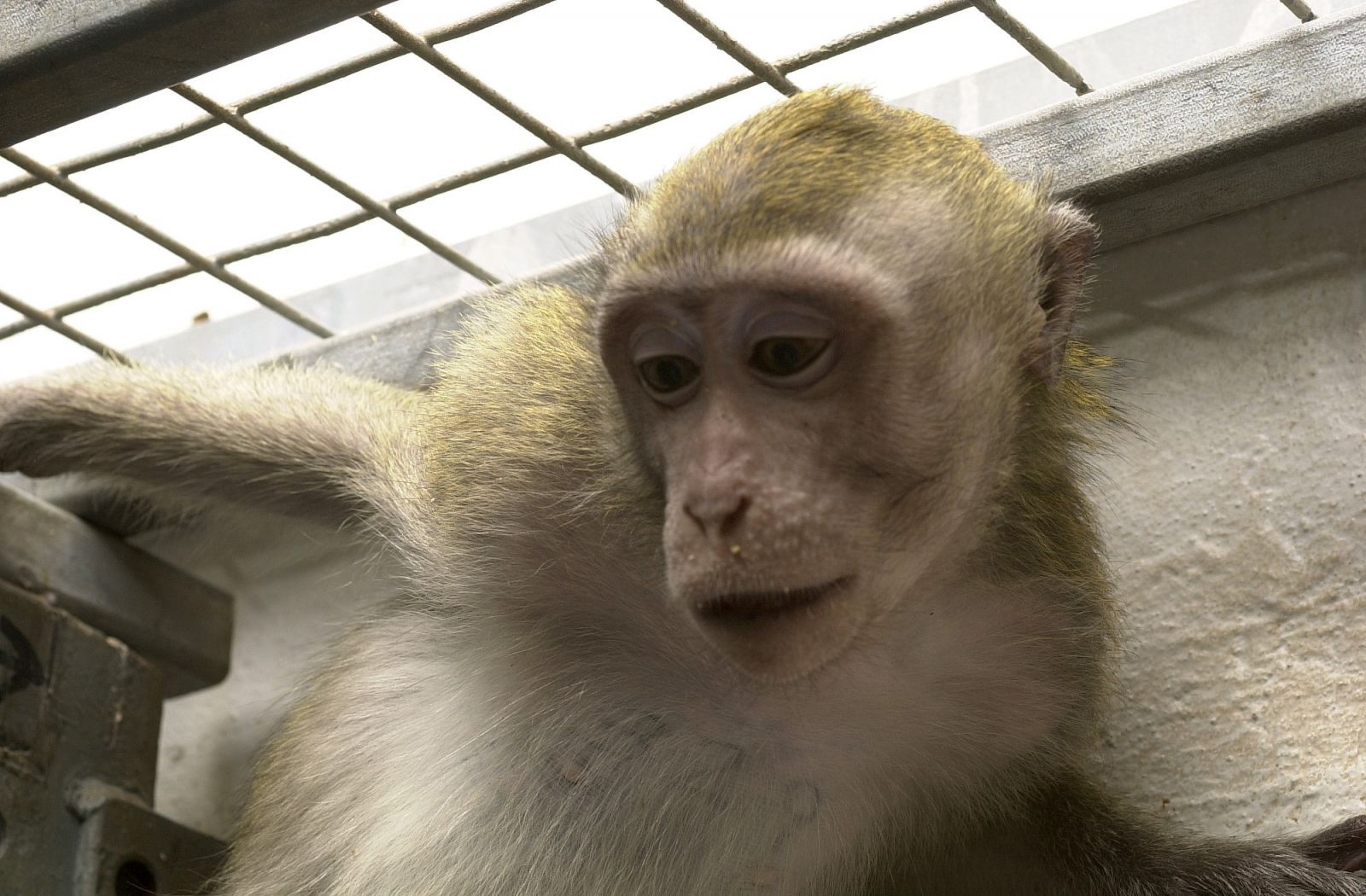 Macaque swings from ceiling