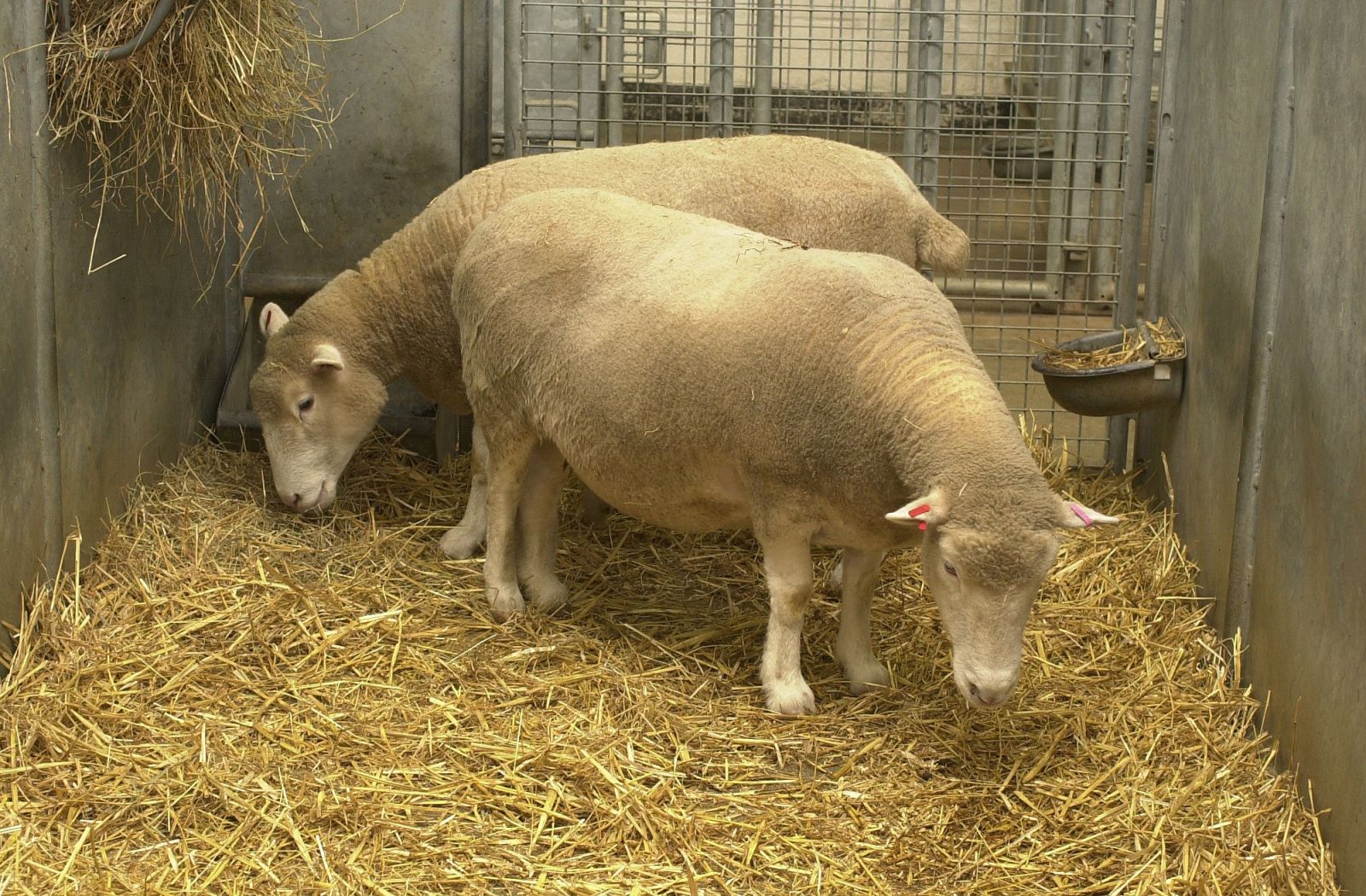 Two sheep heads down