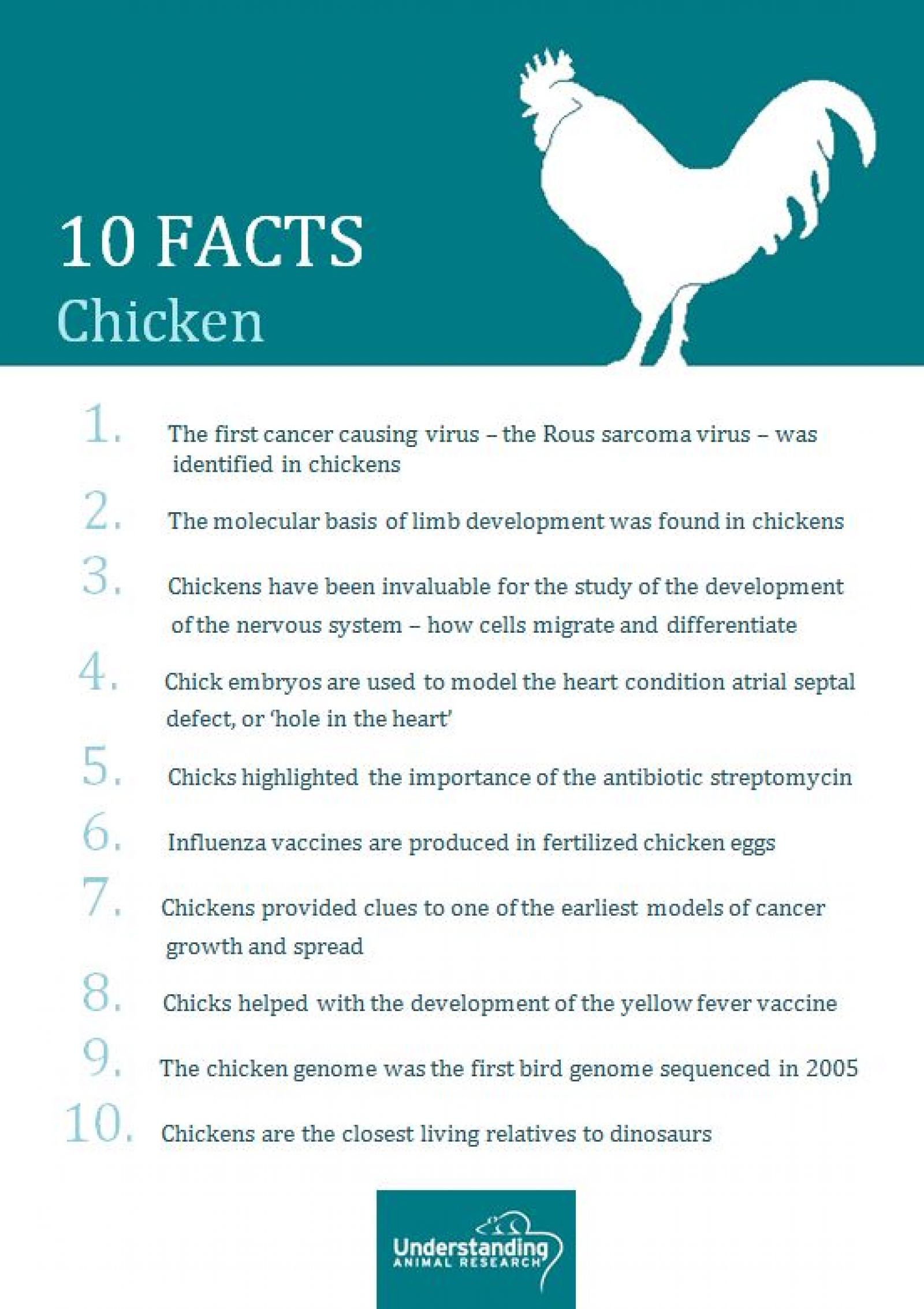 Chicken 10 facts