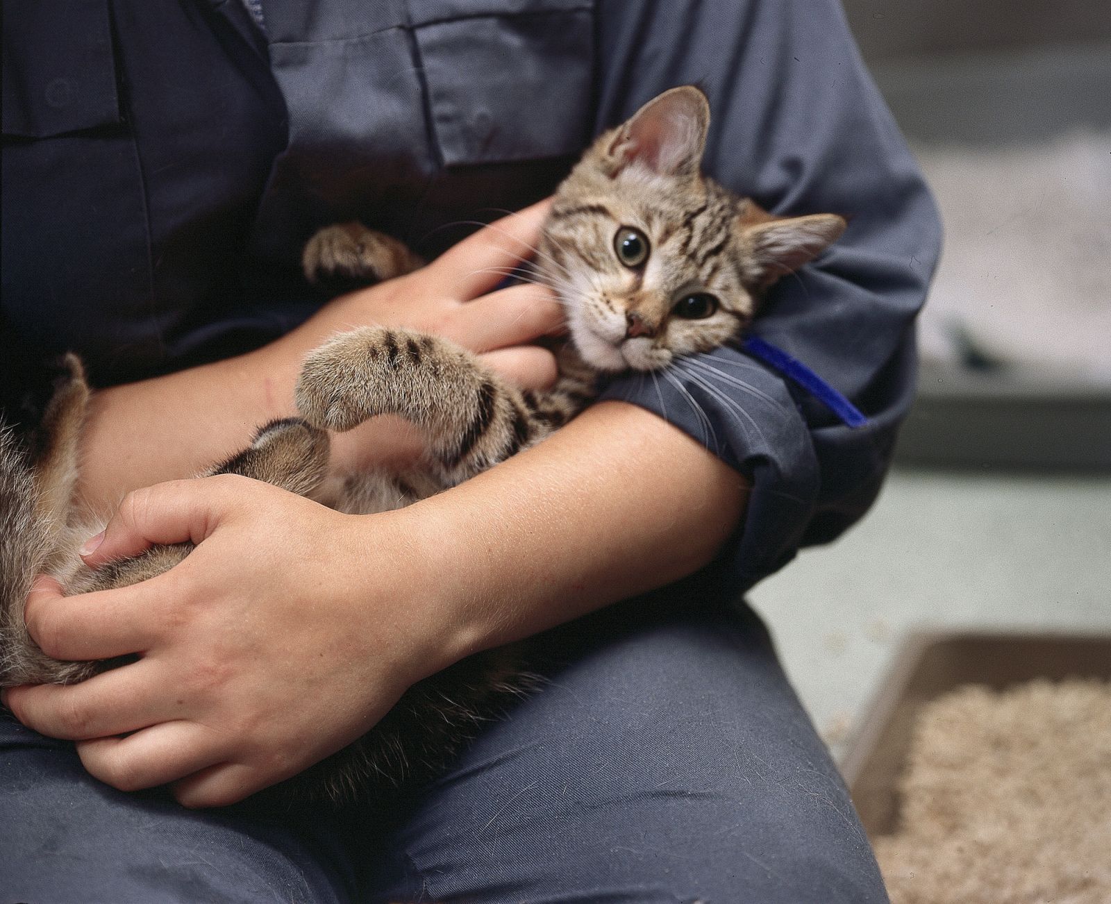 Cat held by technician
