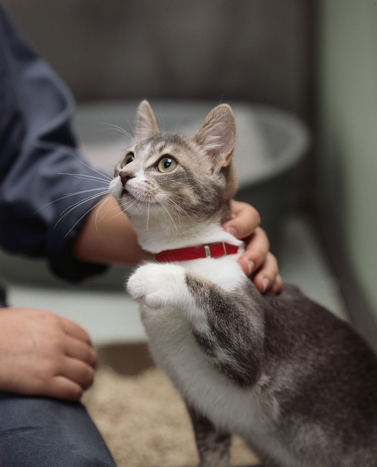 Technician stroking cat looking up