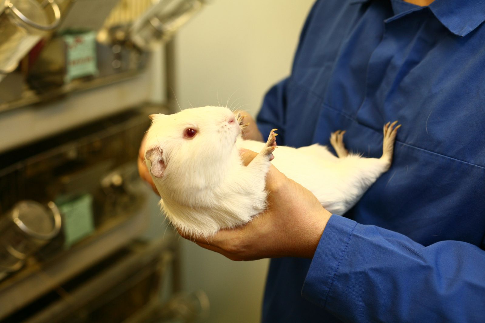 Guinea pig health checks