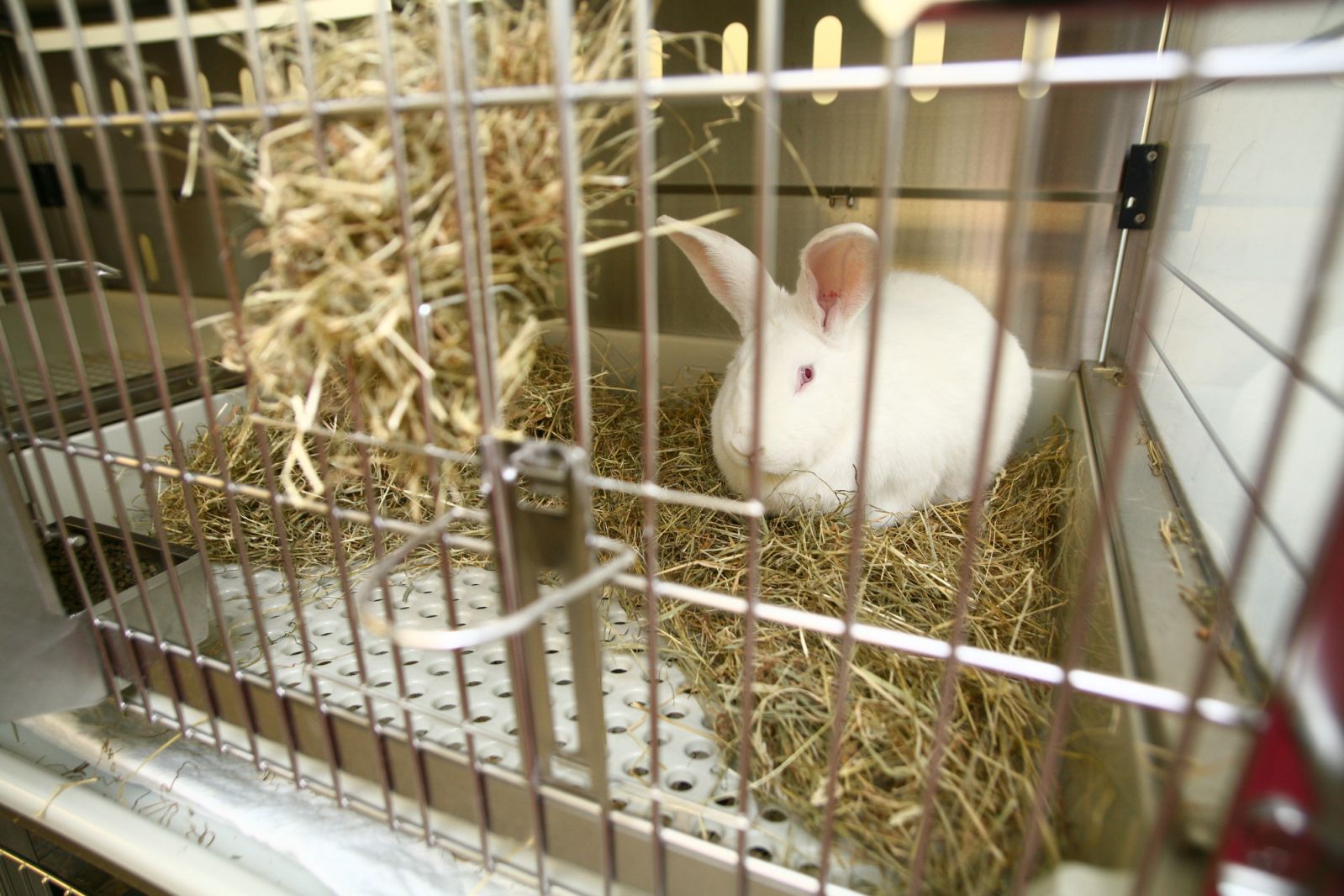 White rabbit on straw in cage