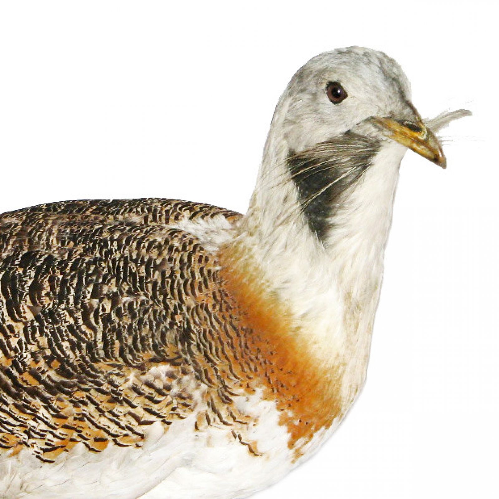 Great bustard