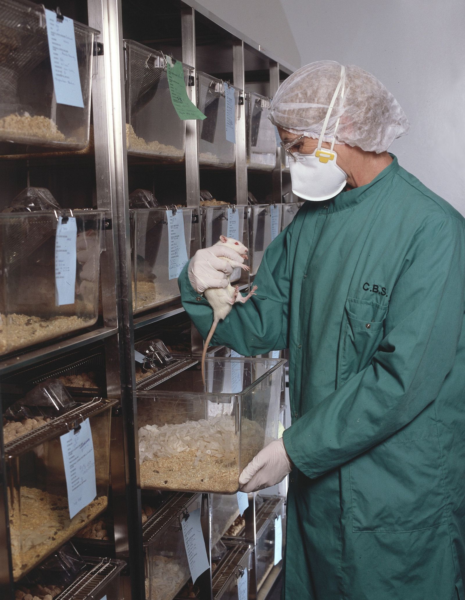 Technician removes rat from cage