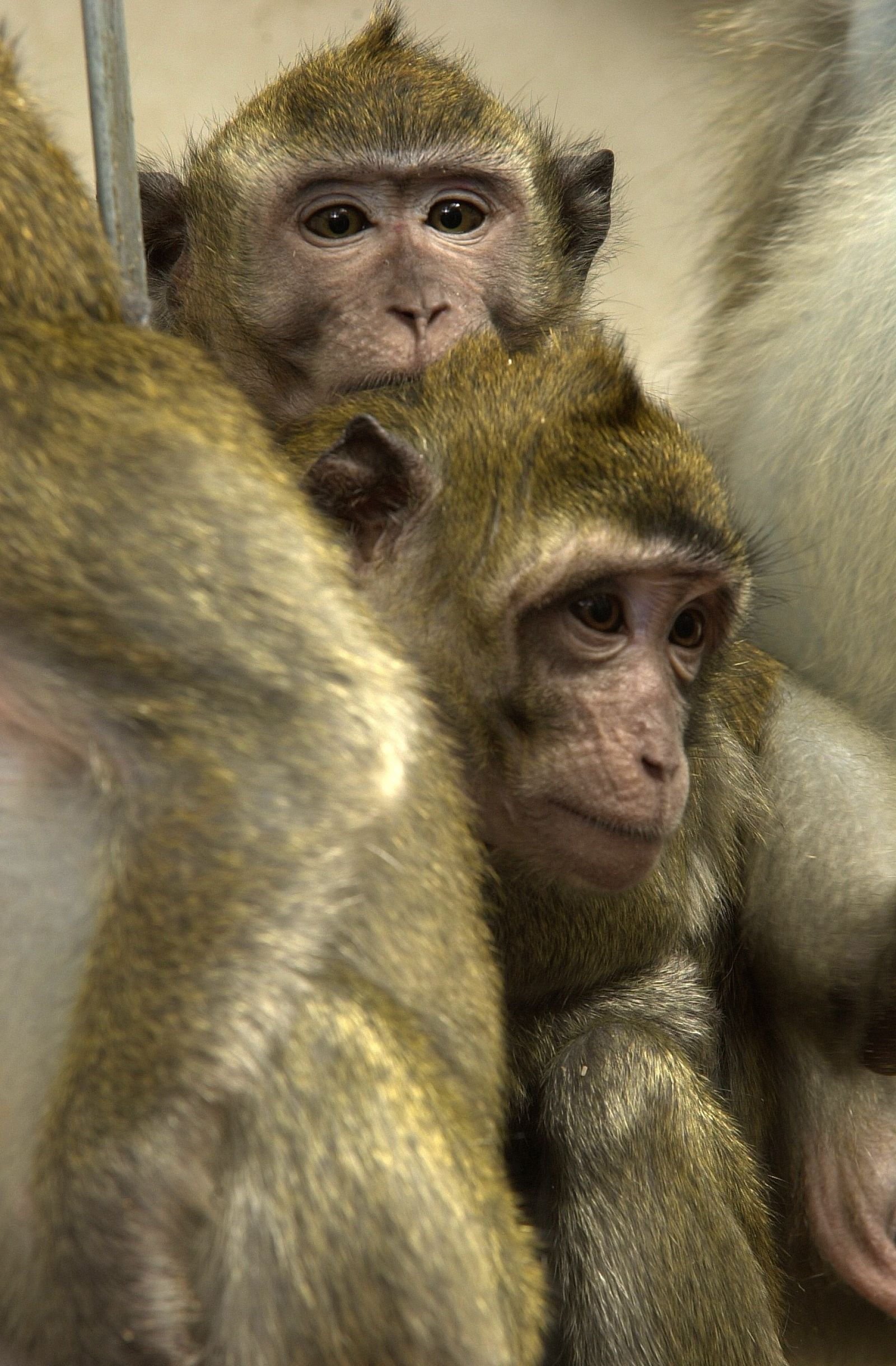 Group of macaques