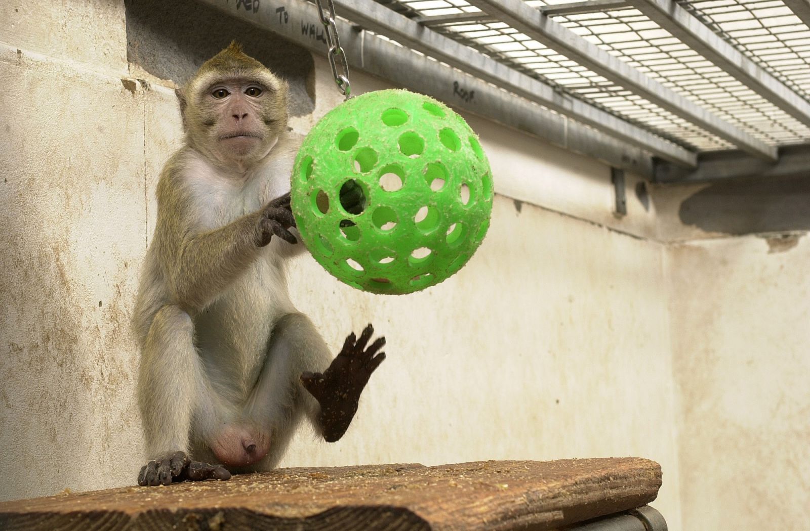 Macaque plays with ball