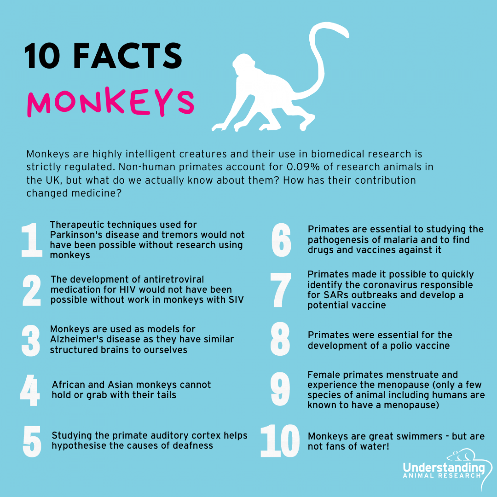 African Monkeys Facts