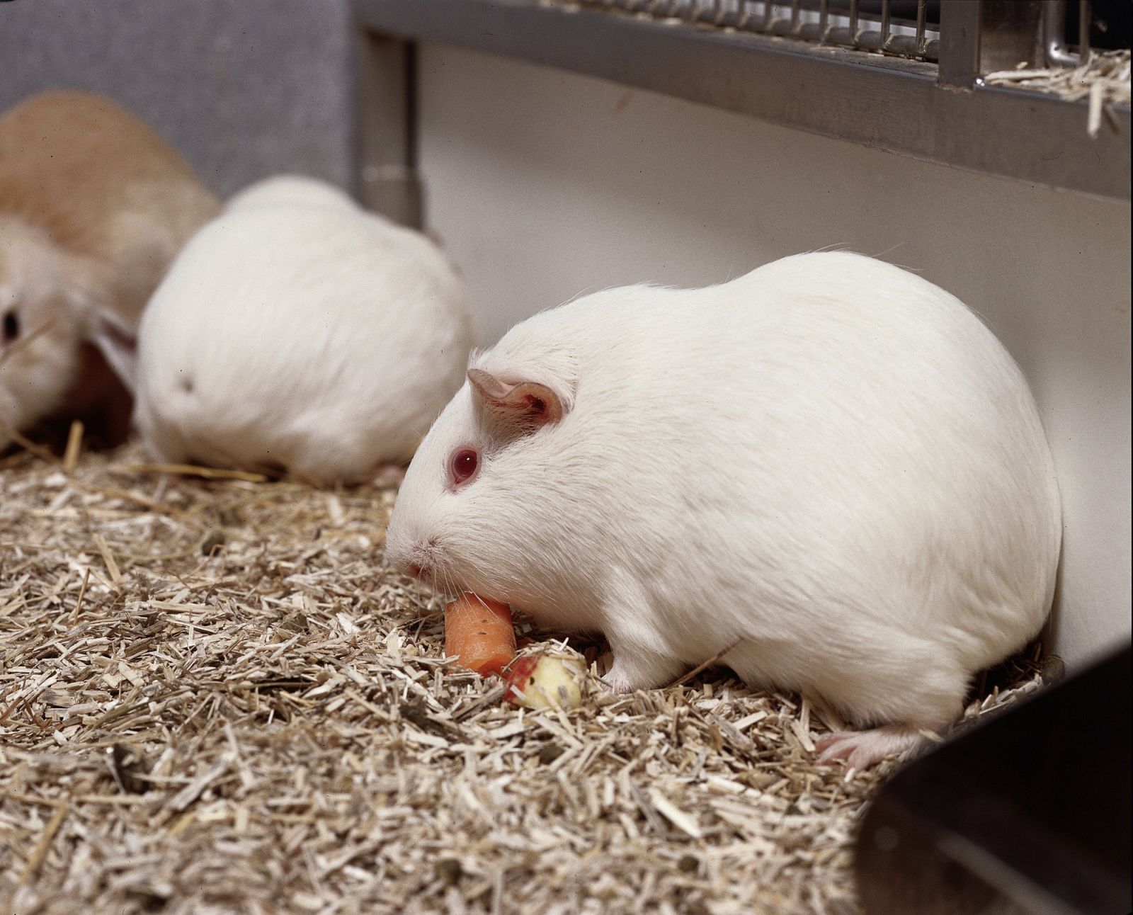 Two guinea pigs