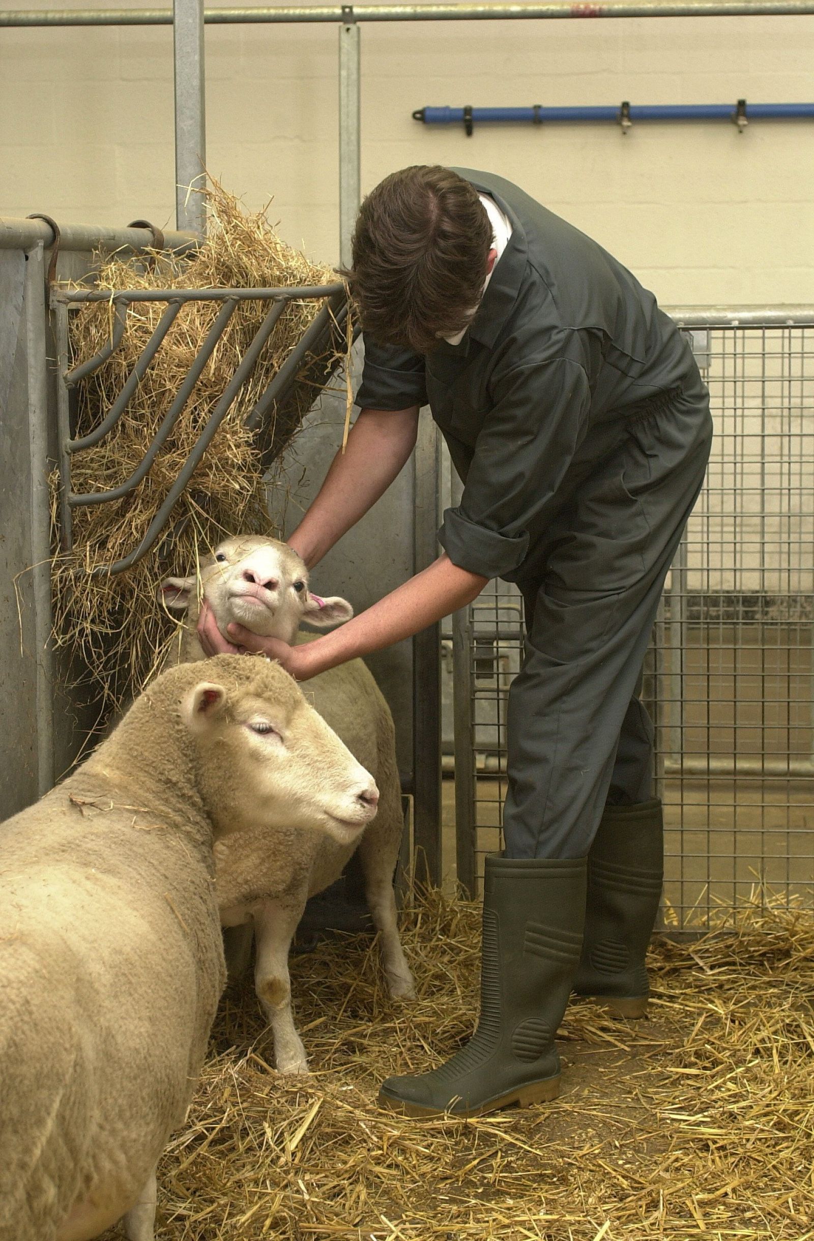 Technician examines sheep