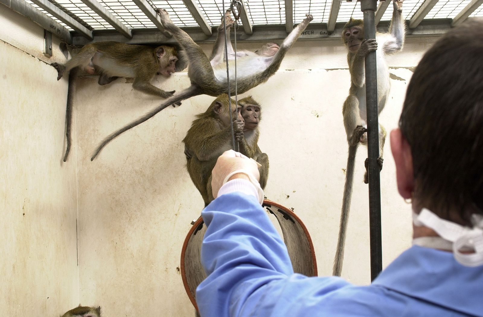 Macaques offered food