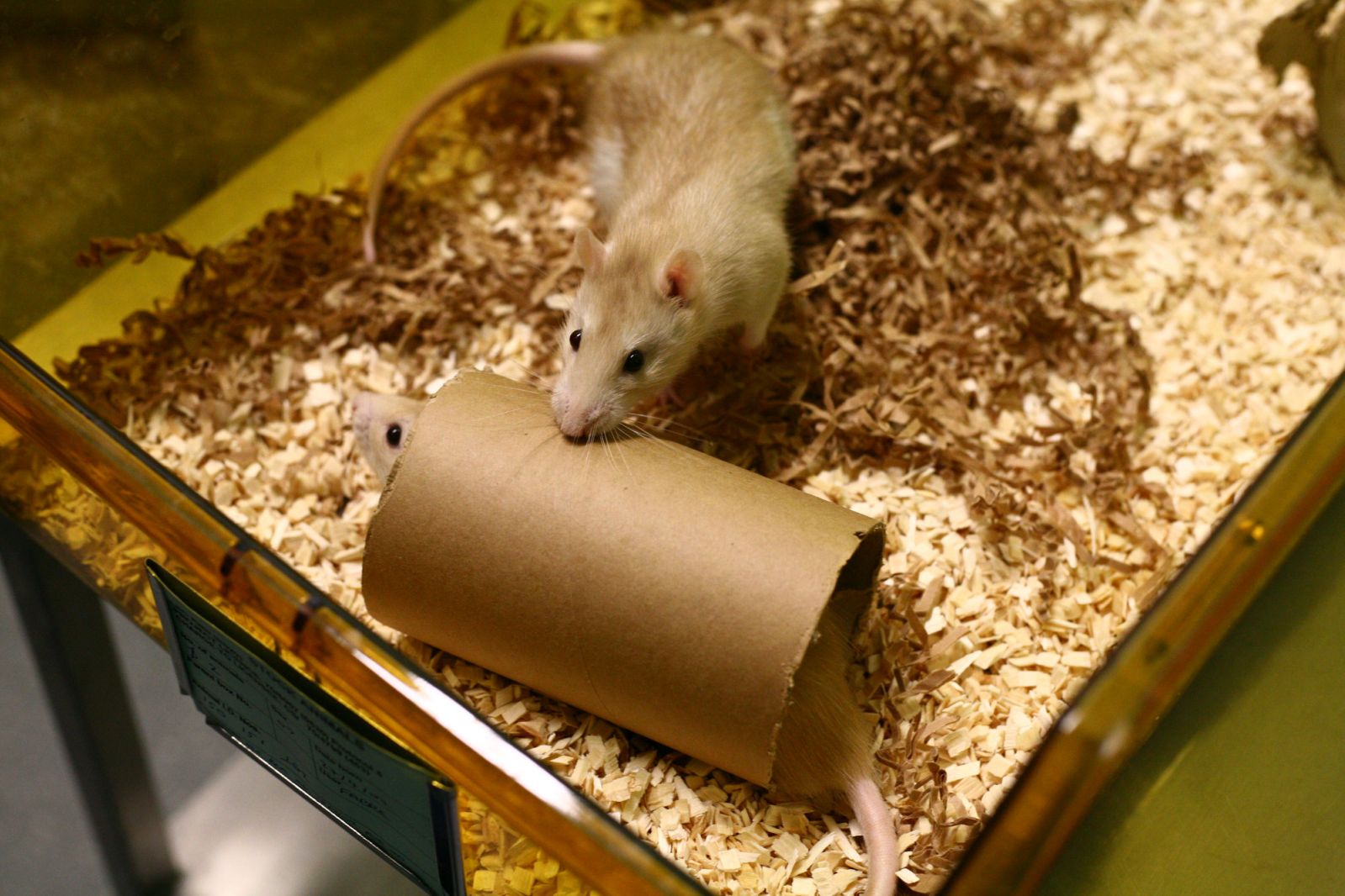 Pair of cinnamon rats