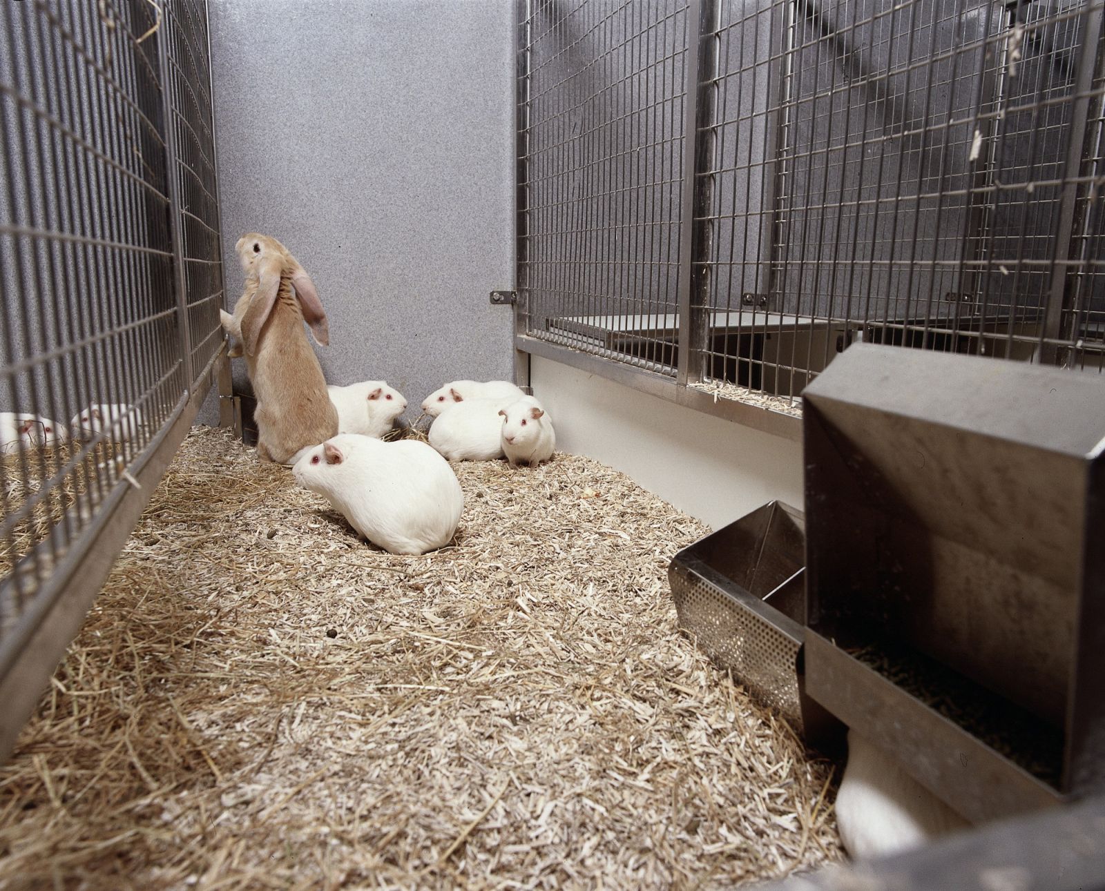 Four guinea pigs and a rabbit