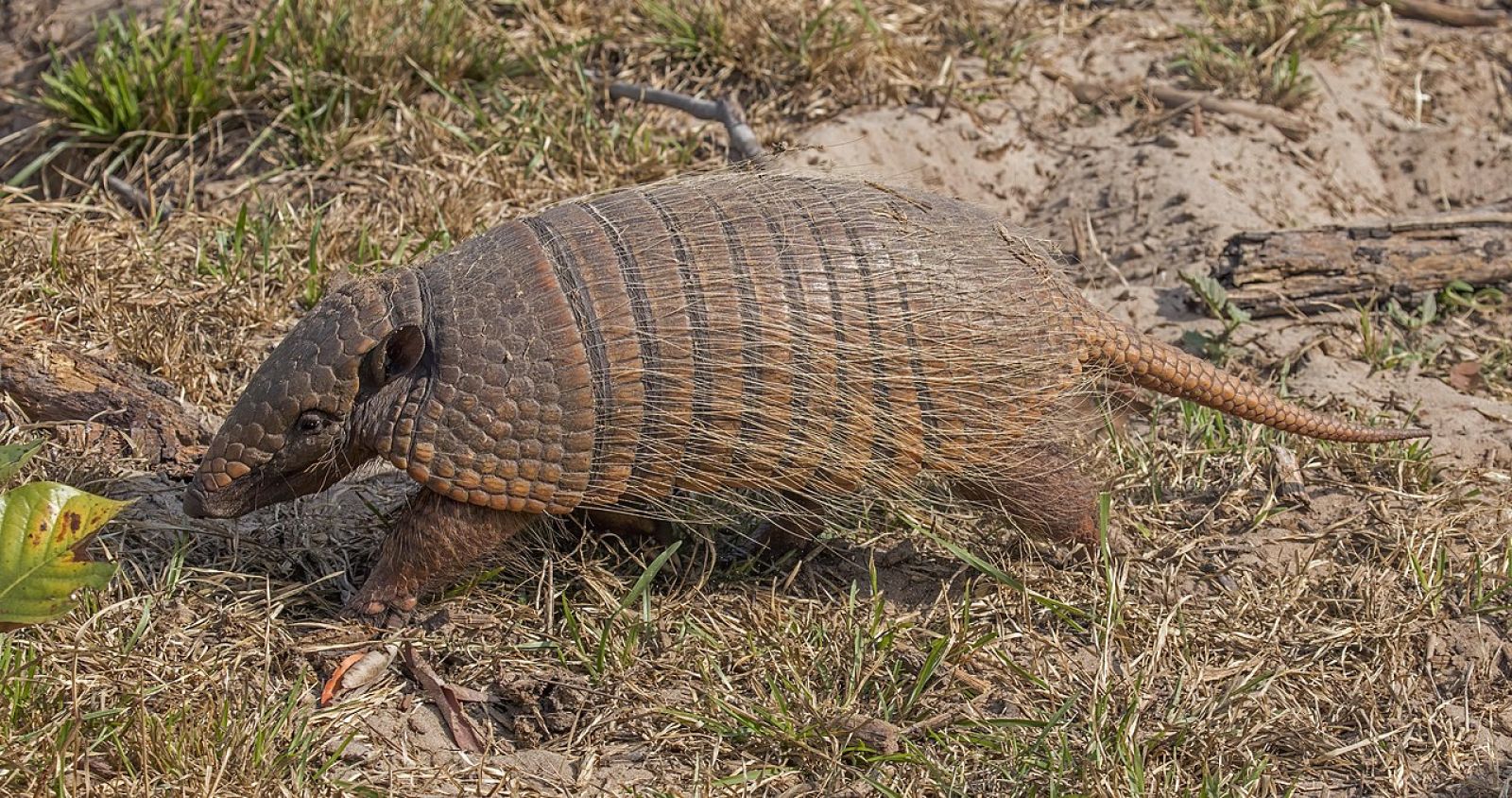 Six banded armadillo