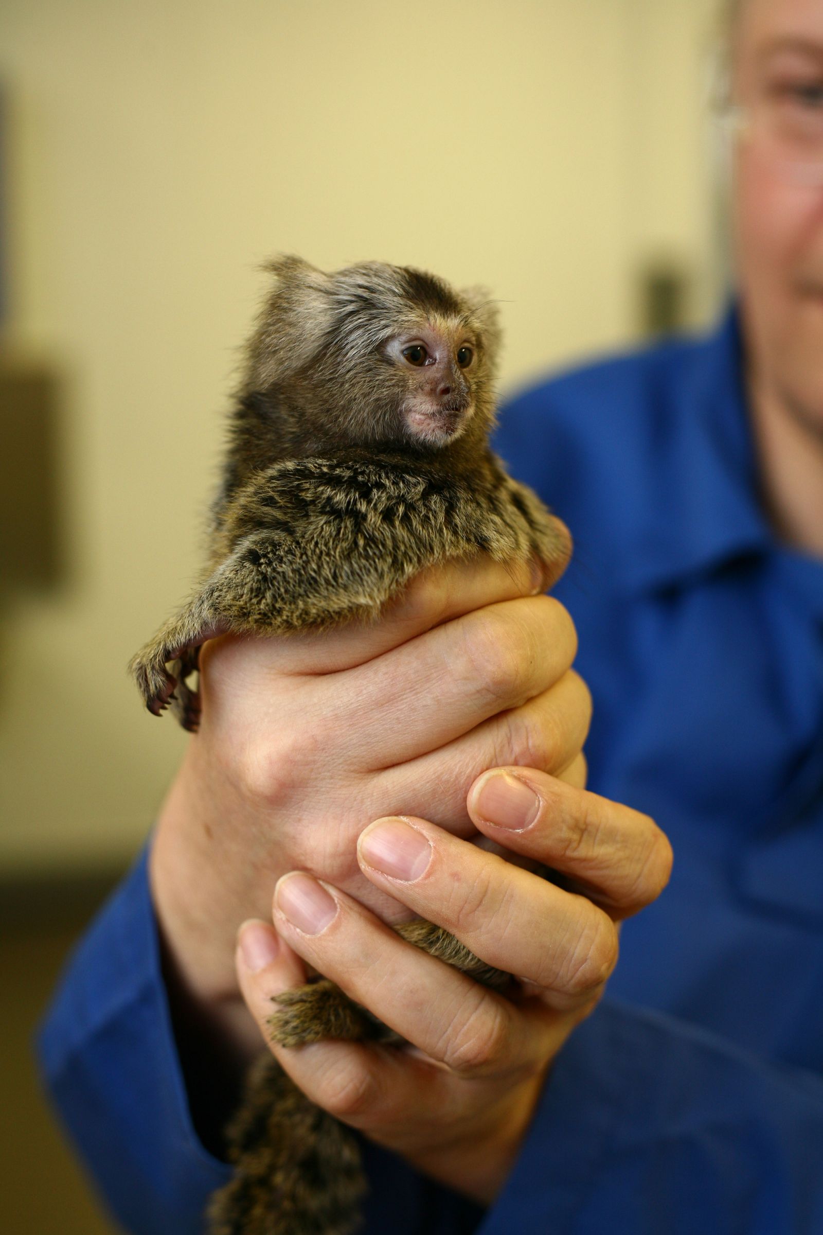 Marmoset held by technician