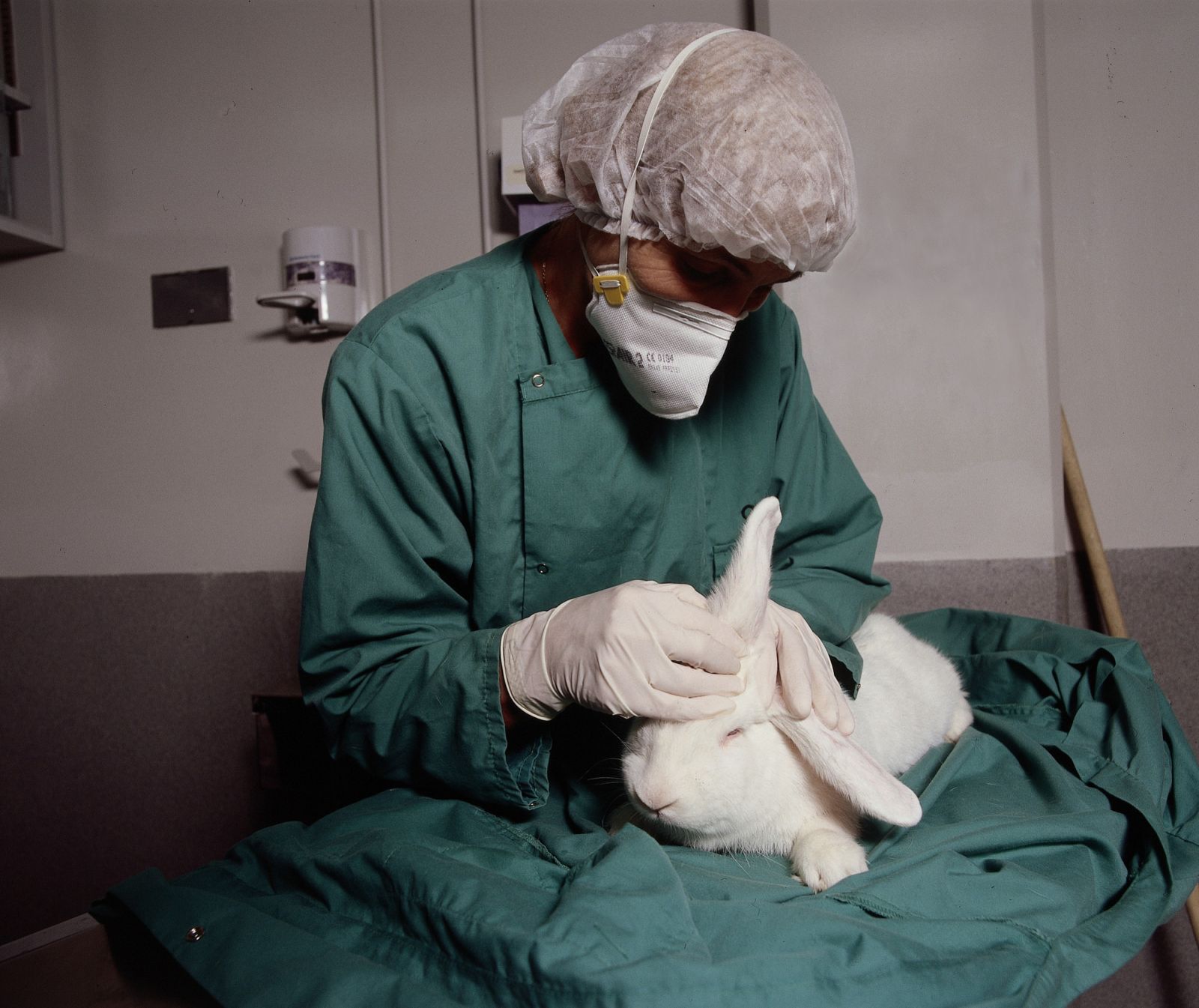 Technicians checks rabbits ears