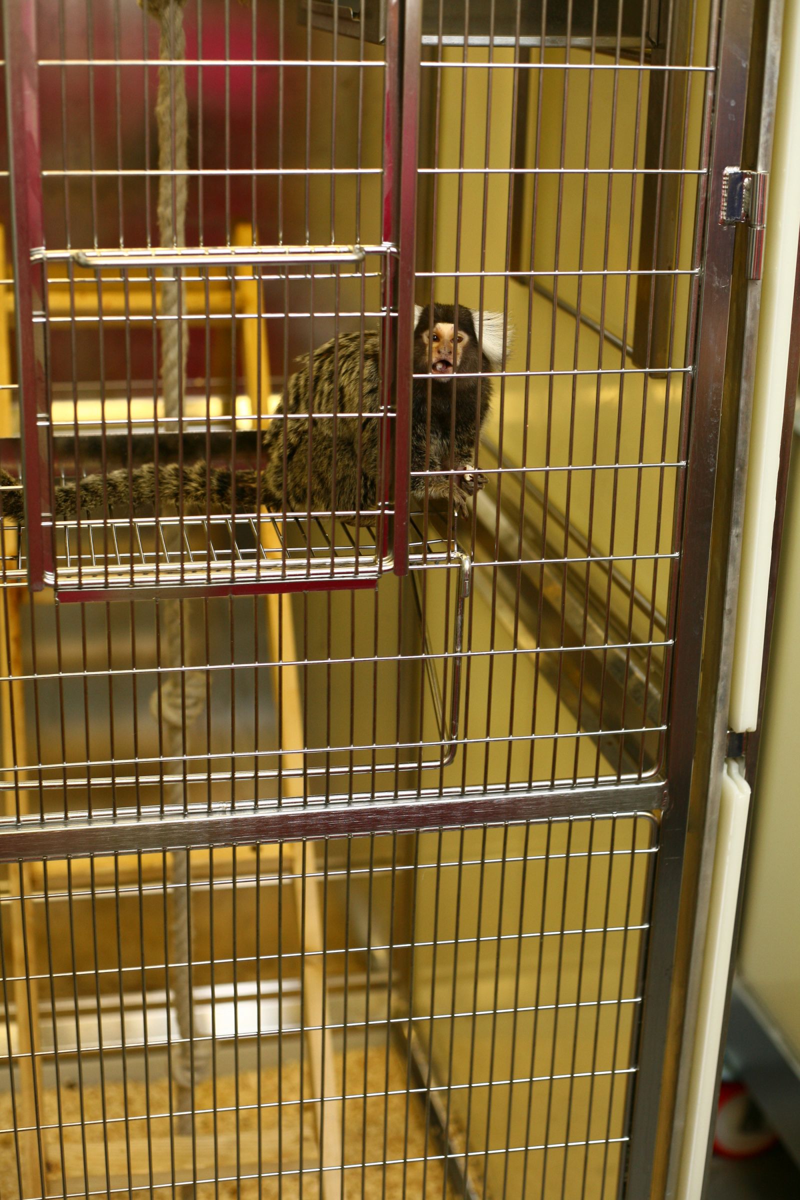 Marmoset in cage