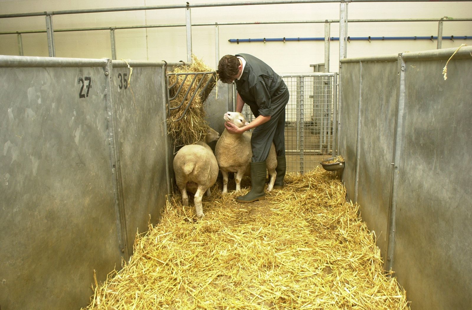 Technician examines sheep