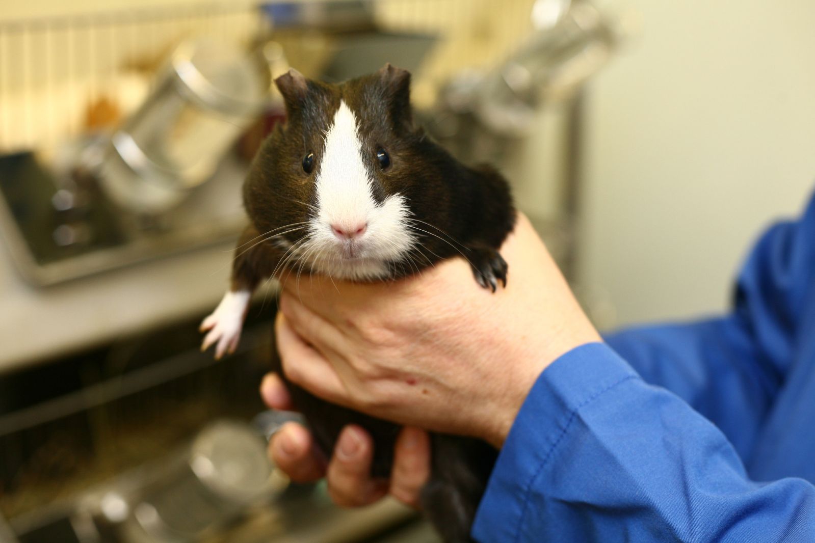 Technician holding black and white guinea pig