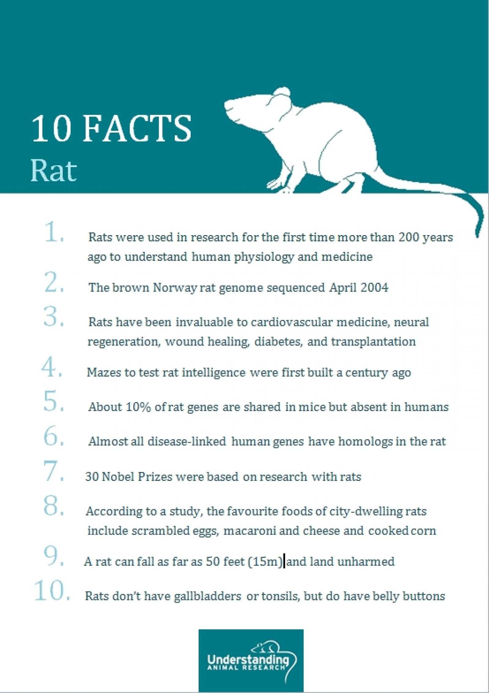 Rat ten facts Understanding Animal Research