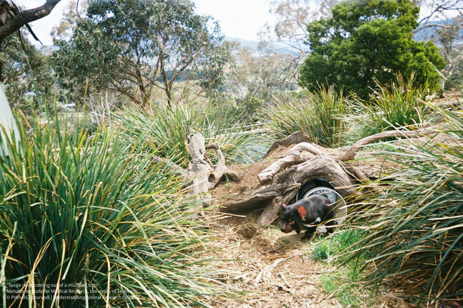 A Tasmanian Devil Coming Out of a Modified Devil Trap