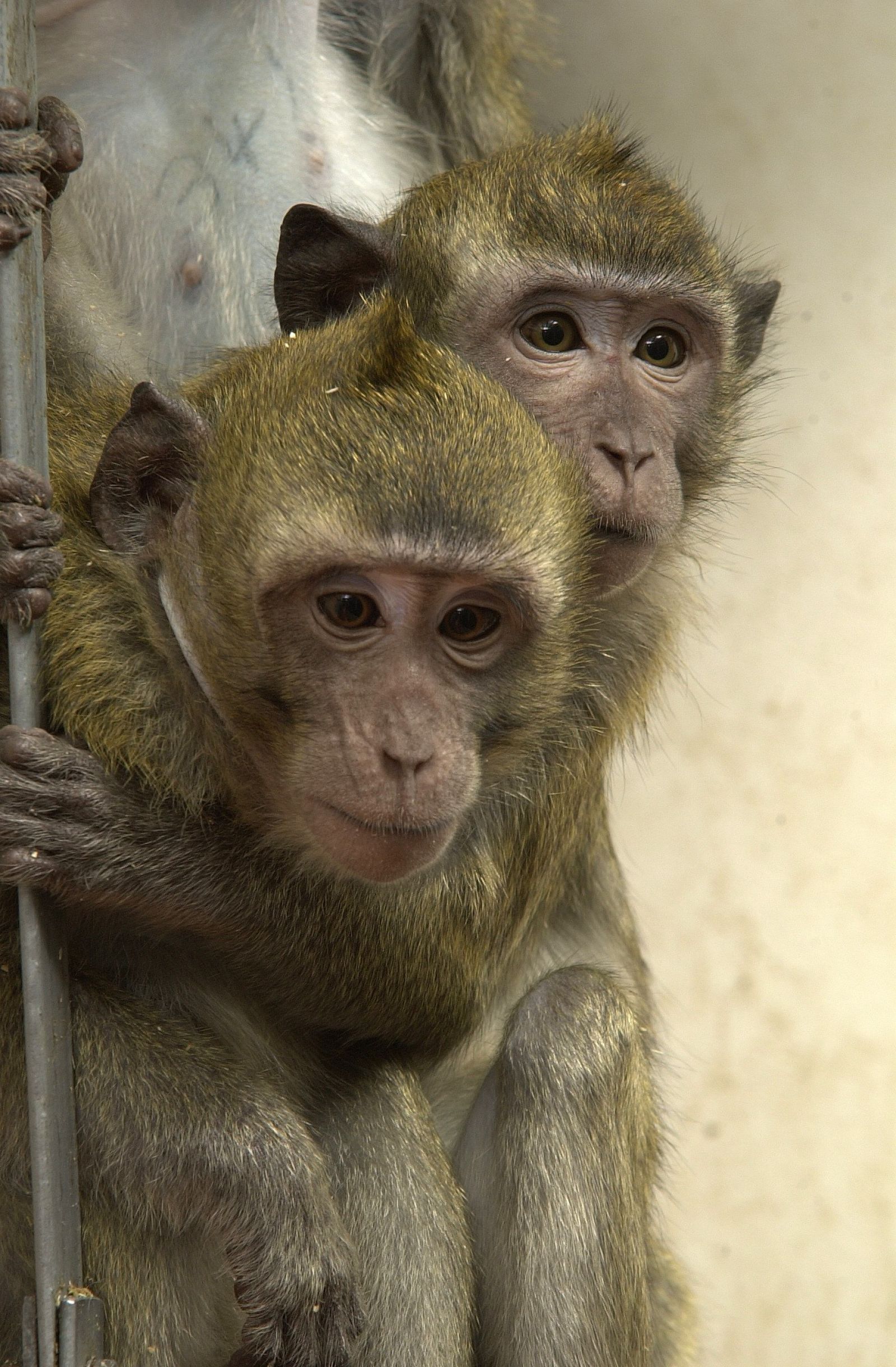 Pair of macaques close-up