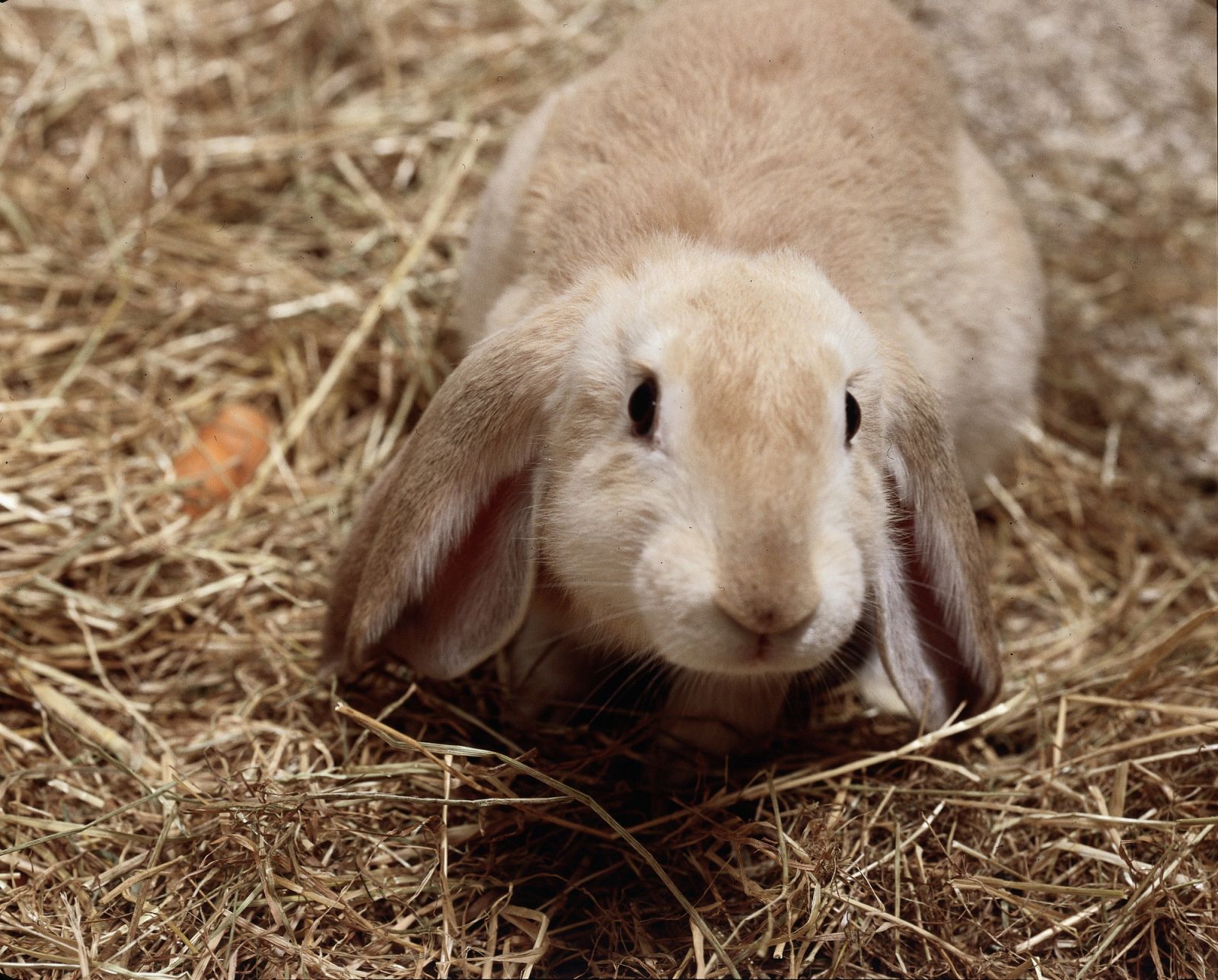 Lop eared rabbit