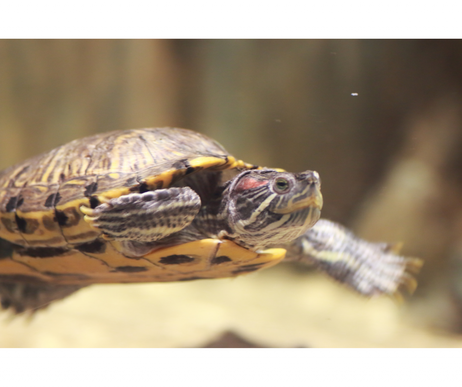 Terrapin swimming