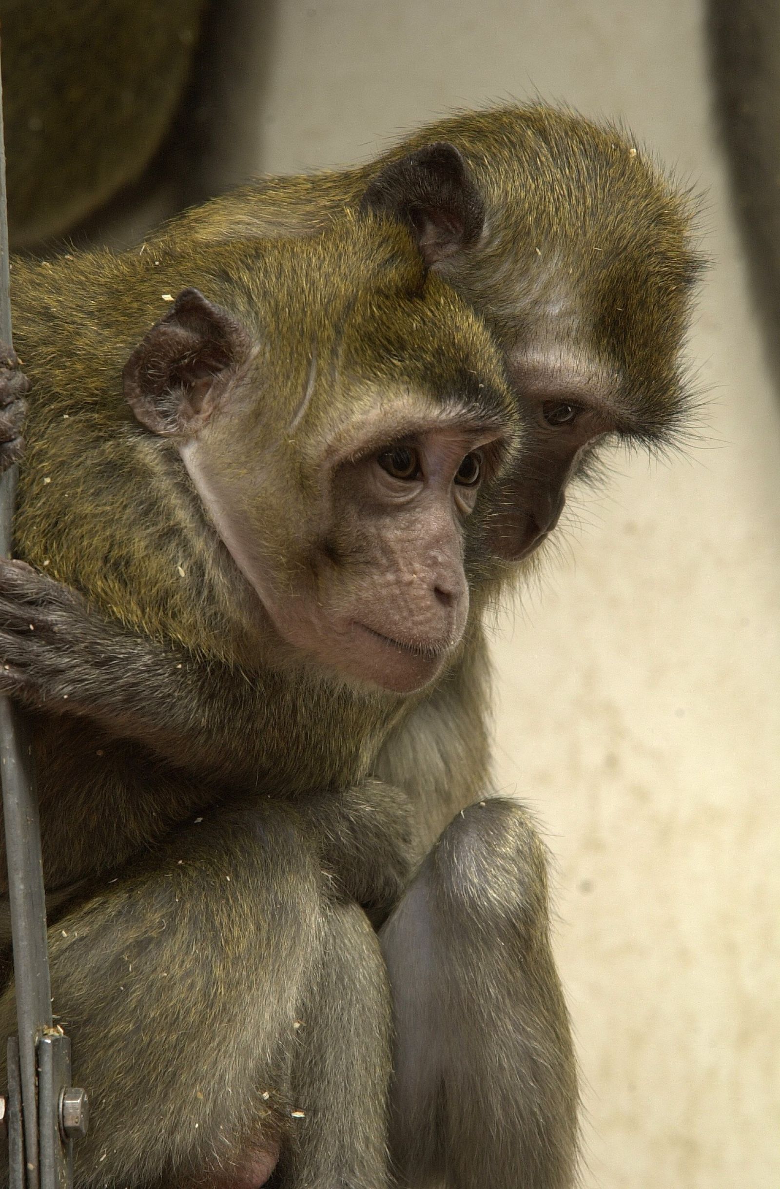 Macaque pair hug