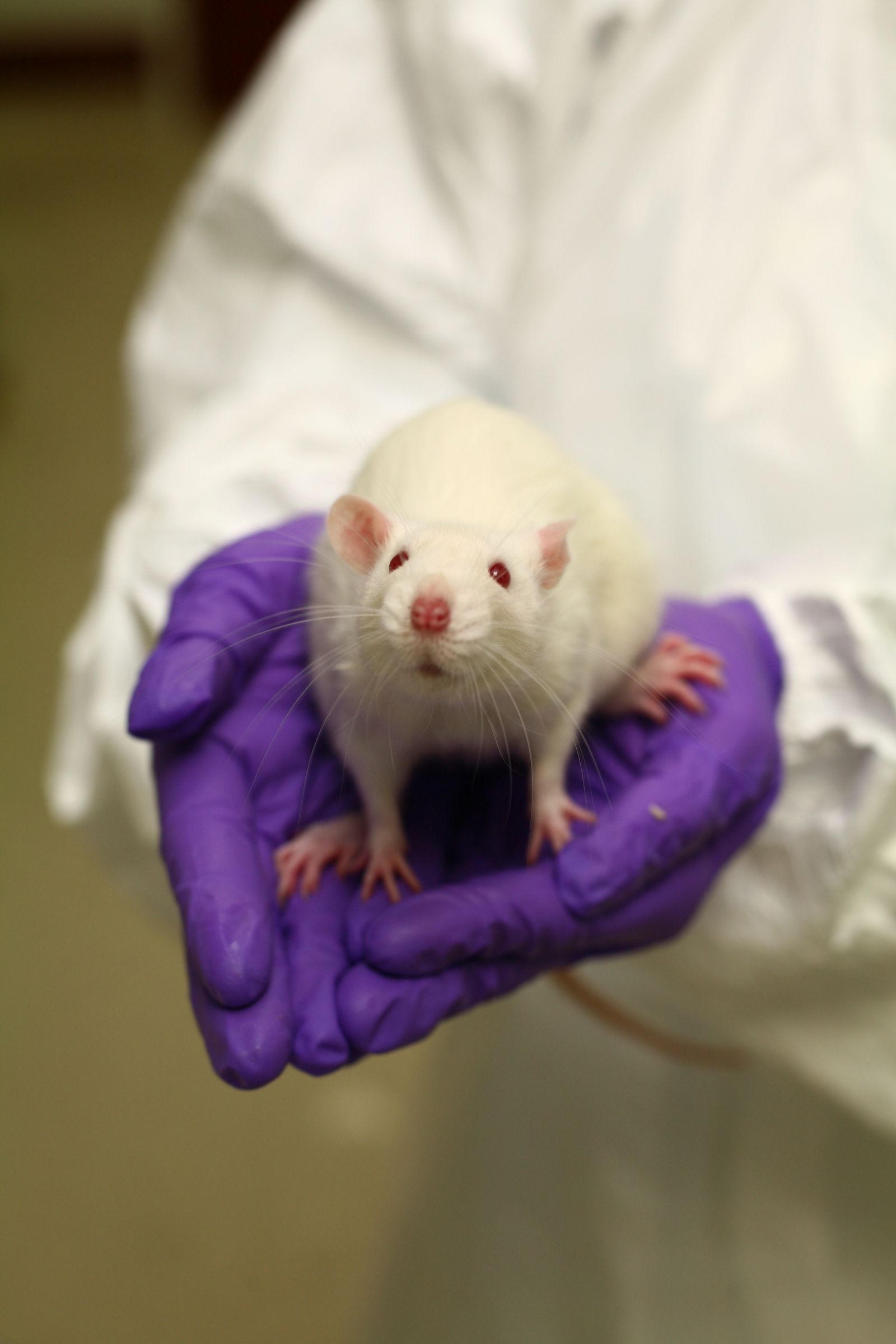 White rat on hand 2